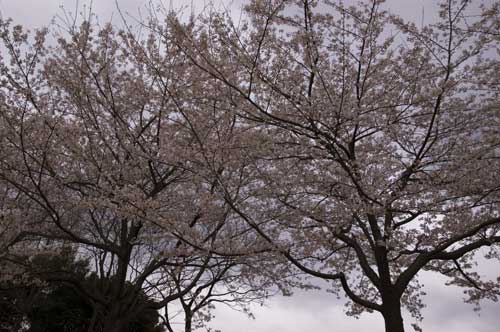 2007hanami.jpg