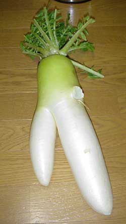 daikon.jpg