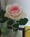 rose050317.jpg