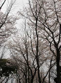 sakura2006.jpg